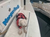 Wellcraft Corsica 3700 Wilmington California BoatsFSBOgo