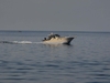 Wellcraft 3300 Coastal Oswego New York BoatsFSBOgo